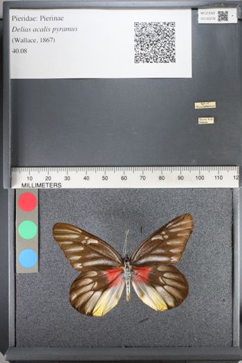 Media type: image;   Entomology 130278